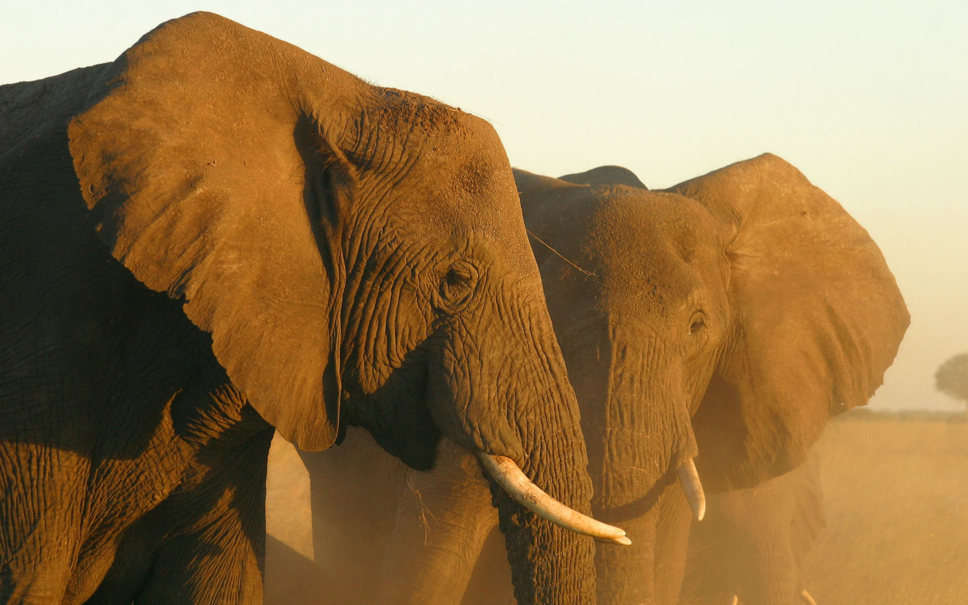 african elephants