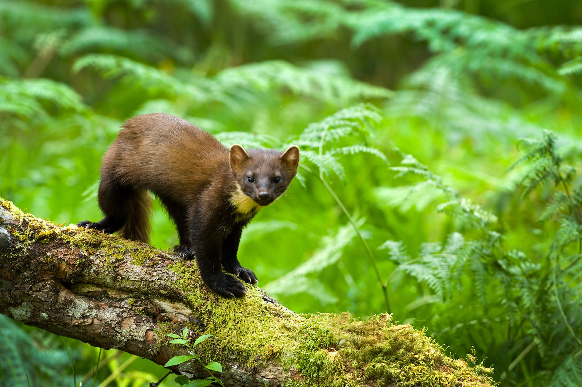 pine marten scotland