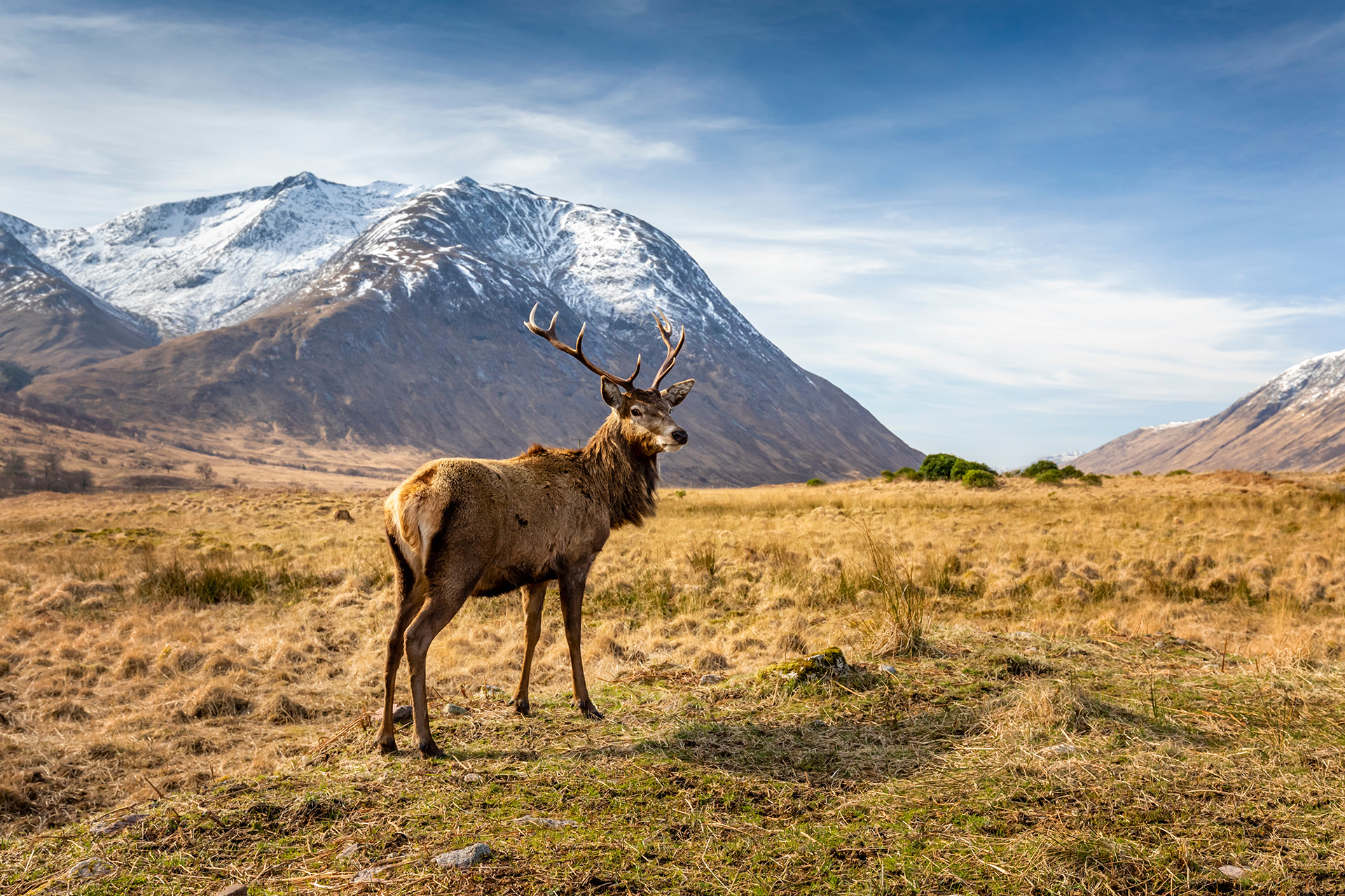scotland scottish red deer male with rack of antlers scottish highlands mountain landscape