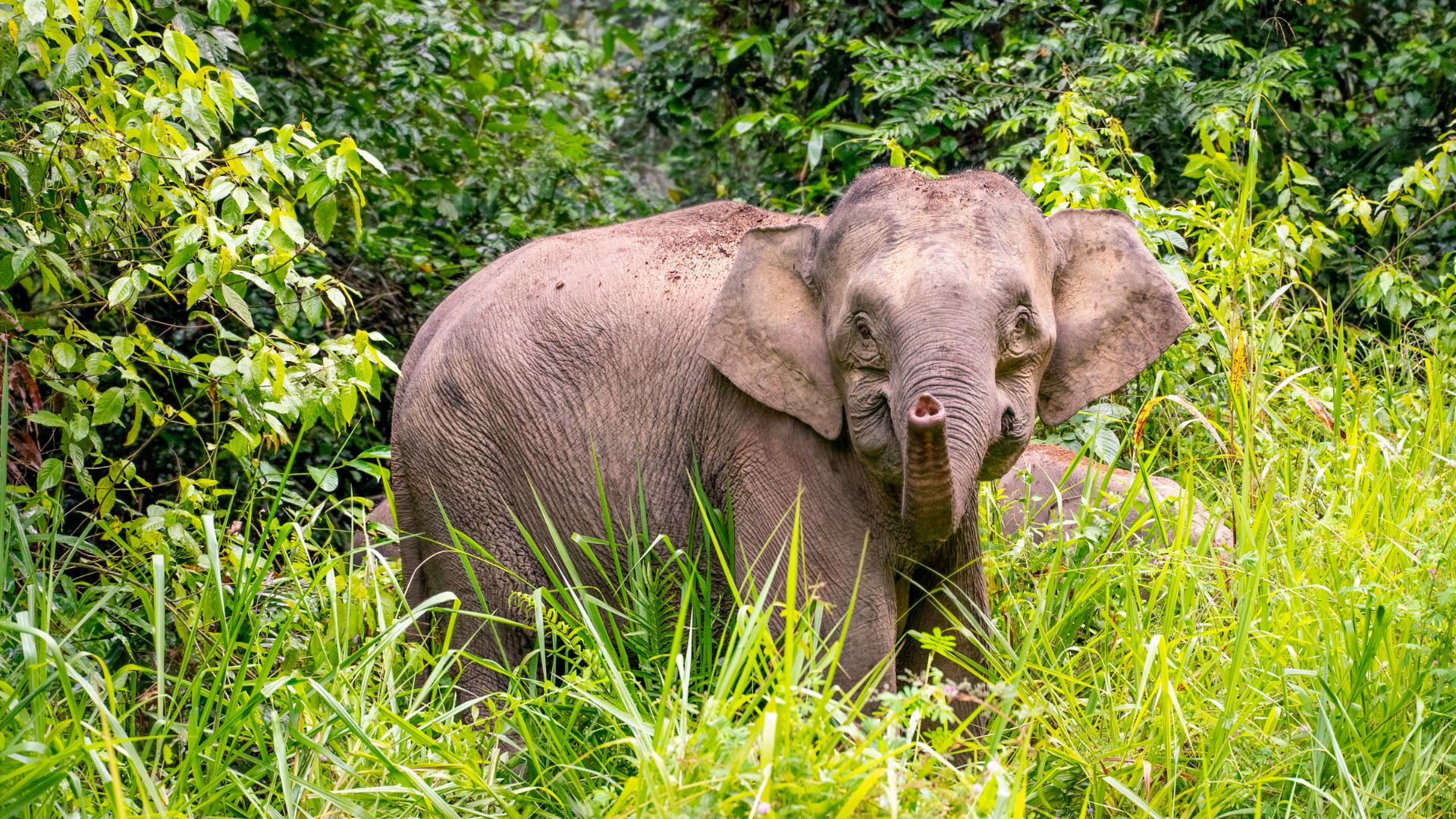 Bornean Elephant in Danum Valley, Sabah, Malaysia.