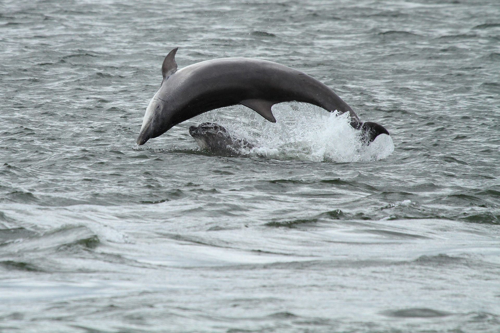 bottlenose dolphin and baby leaping out of water scotland