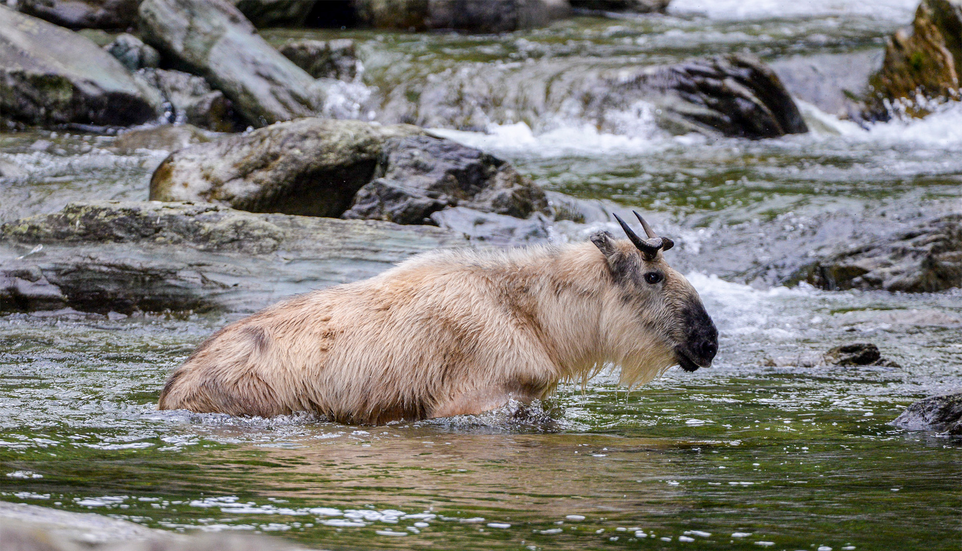 Sichuan Takin