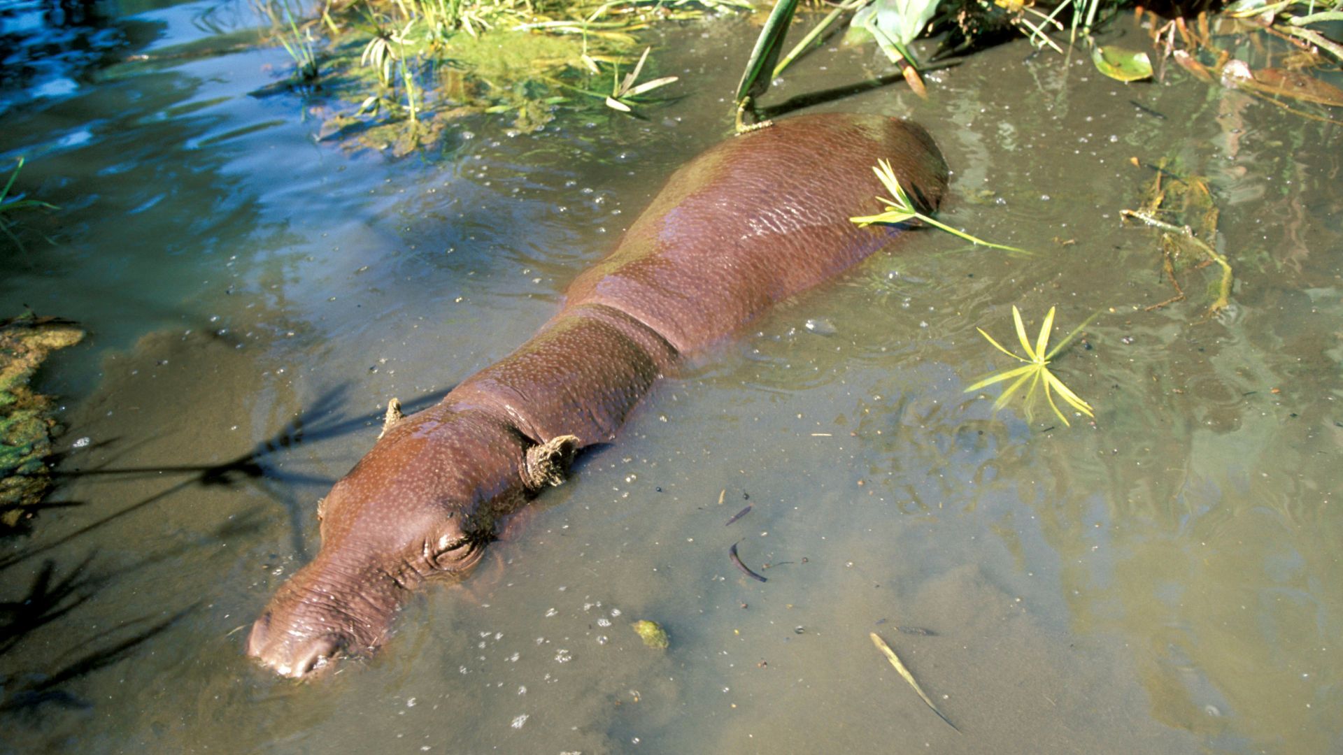 Hexaprotodon liberiensis, Pygmy hippopotamus. Vulnerable species Dist. West Africa.
