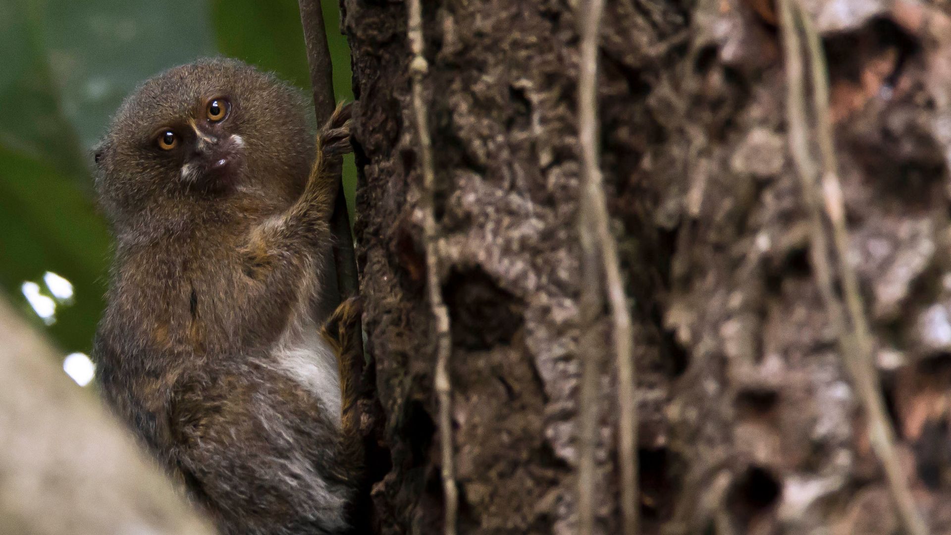 Pygmy Marmoset Monkey holding onto a tree in the Peruvian Amazon.