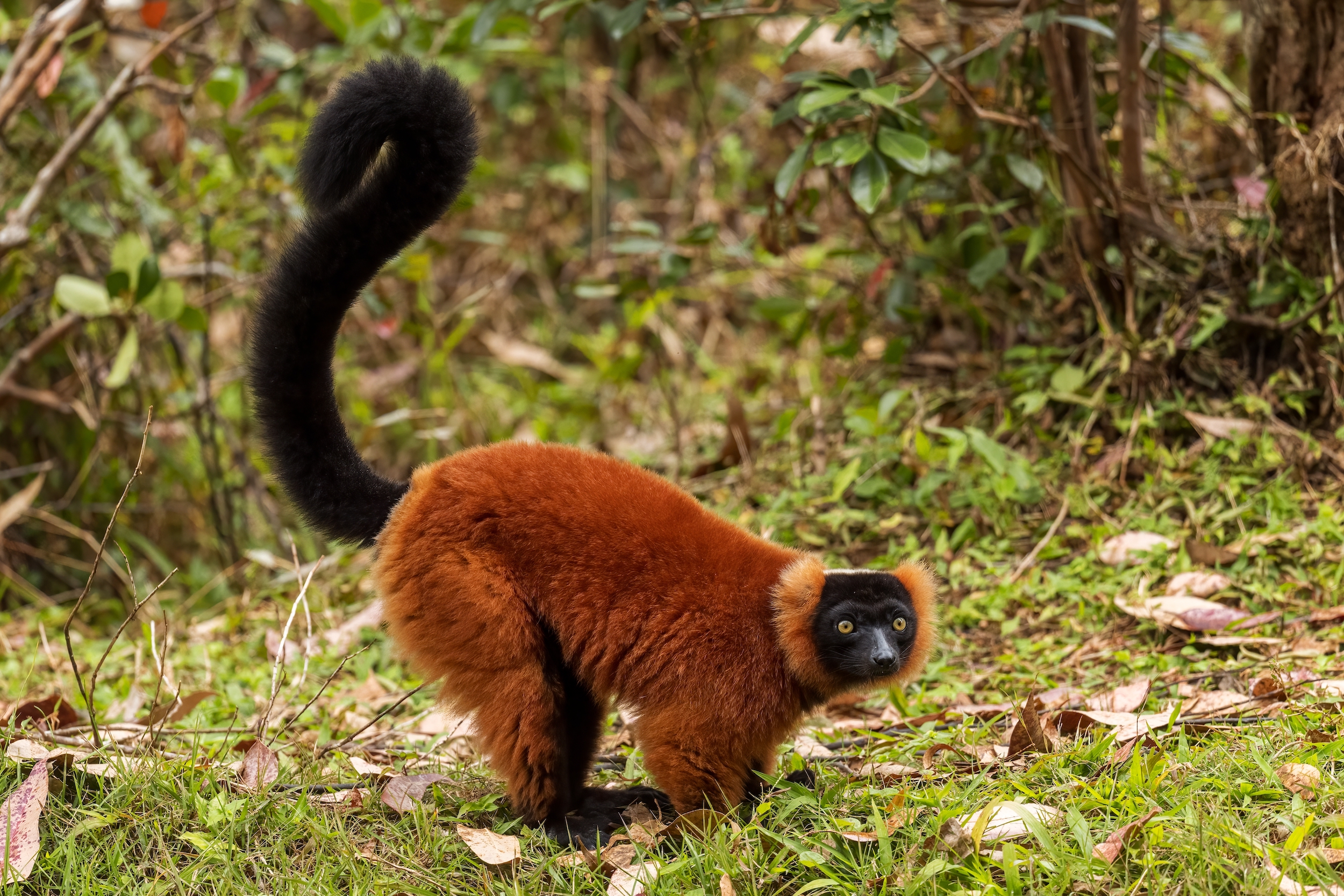 Up to 95% of the red ruffed lemur's diet is tropical fruit, making it the most frugivorous of all lemurs. Found only in the rainforests of northeastern Madagascar in the wild, this species is critically endangered due to habitat loss and hunting.