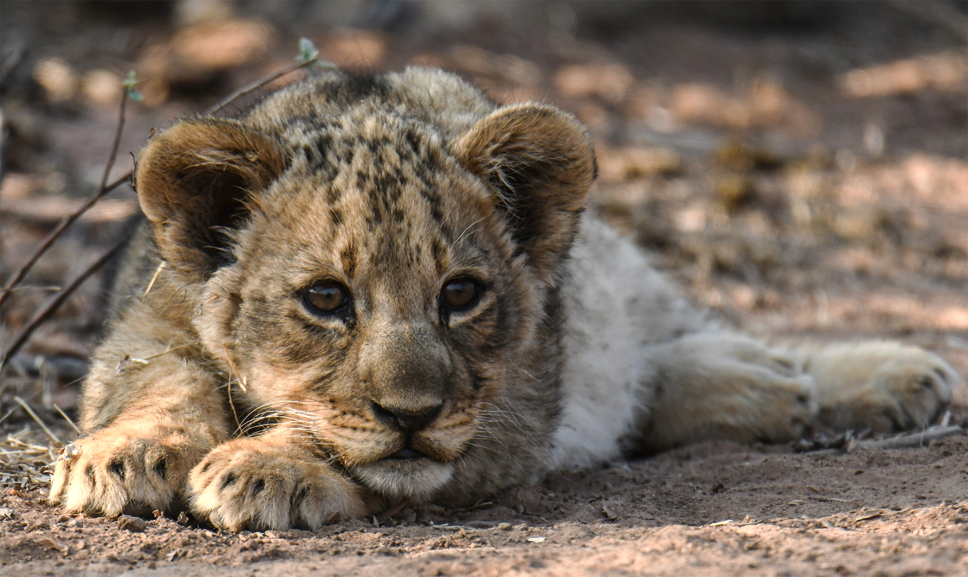 Baby lion cub sabi sands South Africa mala mala game reserve
