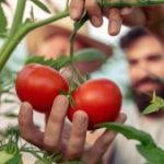 How To Grow Bountiful Tomatoes