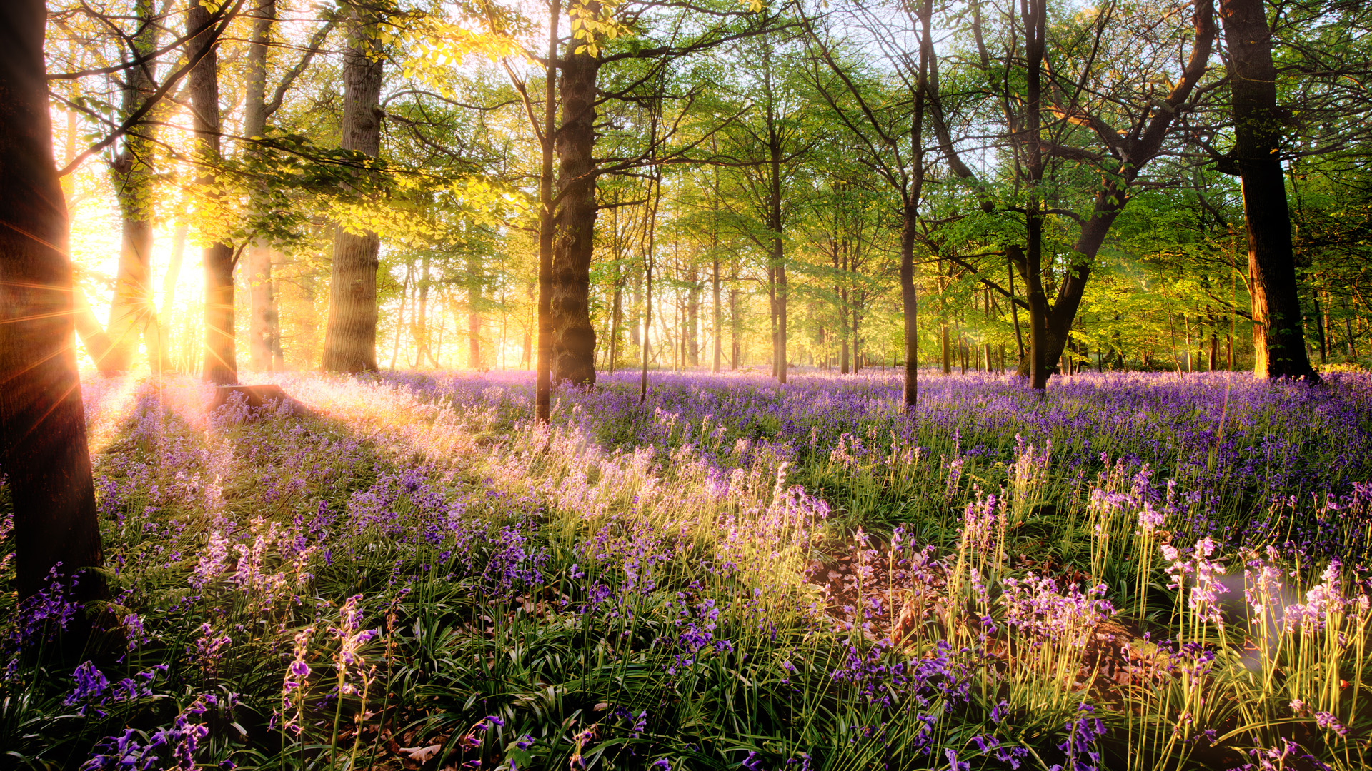 Amazing sunrise through bluebell woodland. Wild spring flowers hidden in a forest landscape with early dawn sunlight