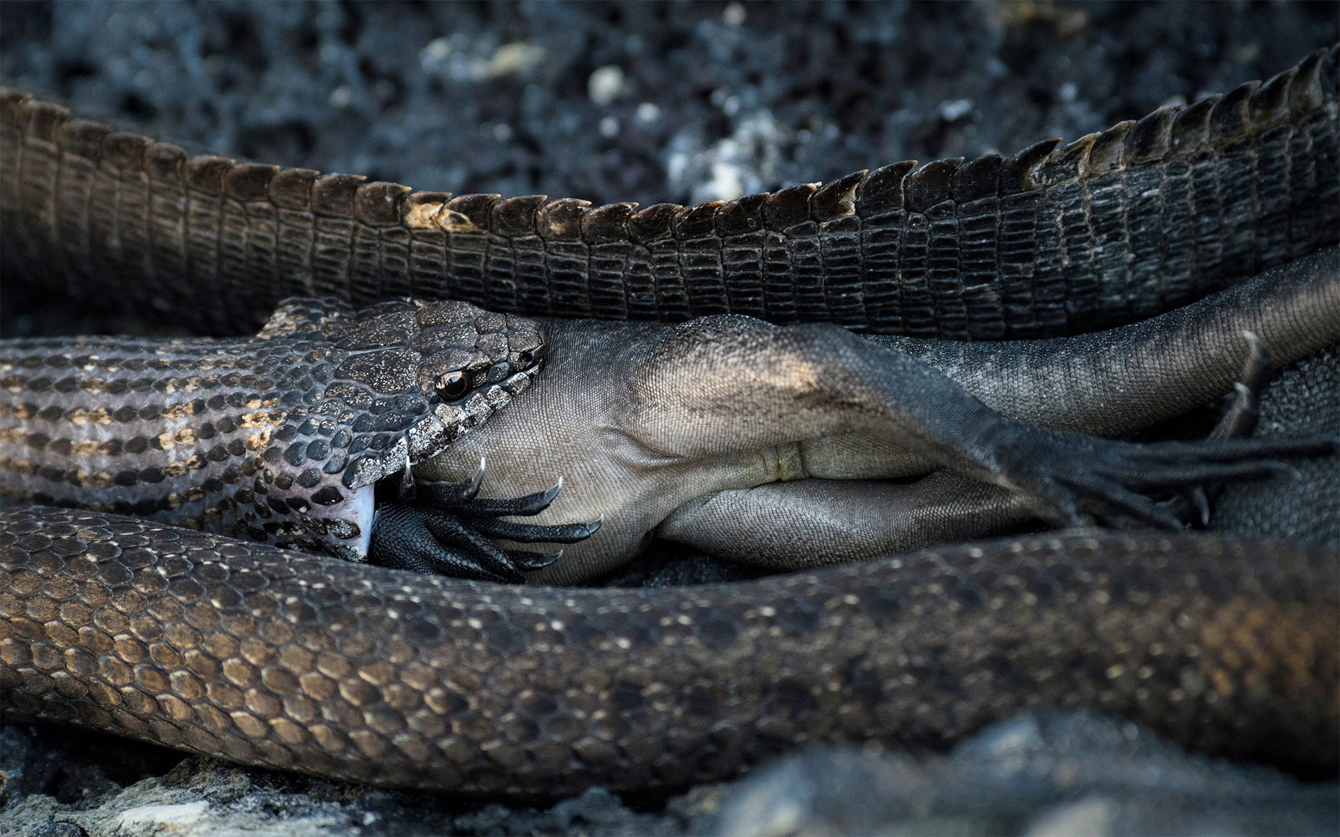 Racer Snake