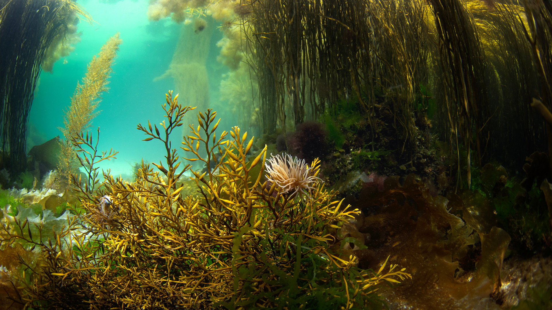 Beadlet anemone near the Scotland coast. Anemone on the scotland