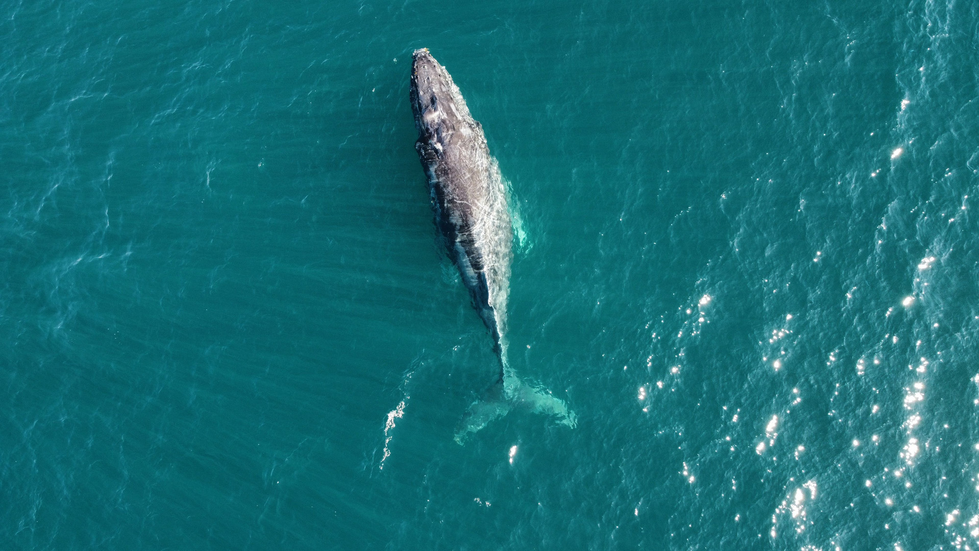 Top drone view of a gray whale swimming in the ocean near Baja C