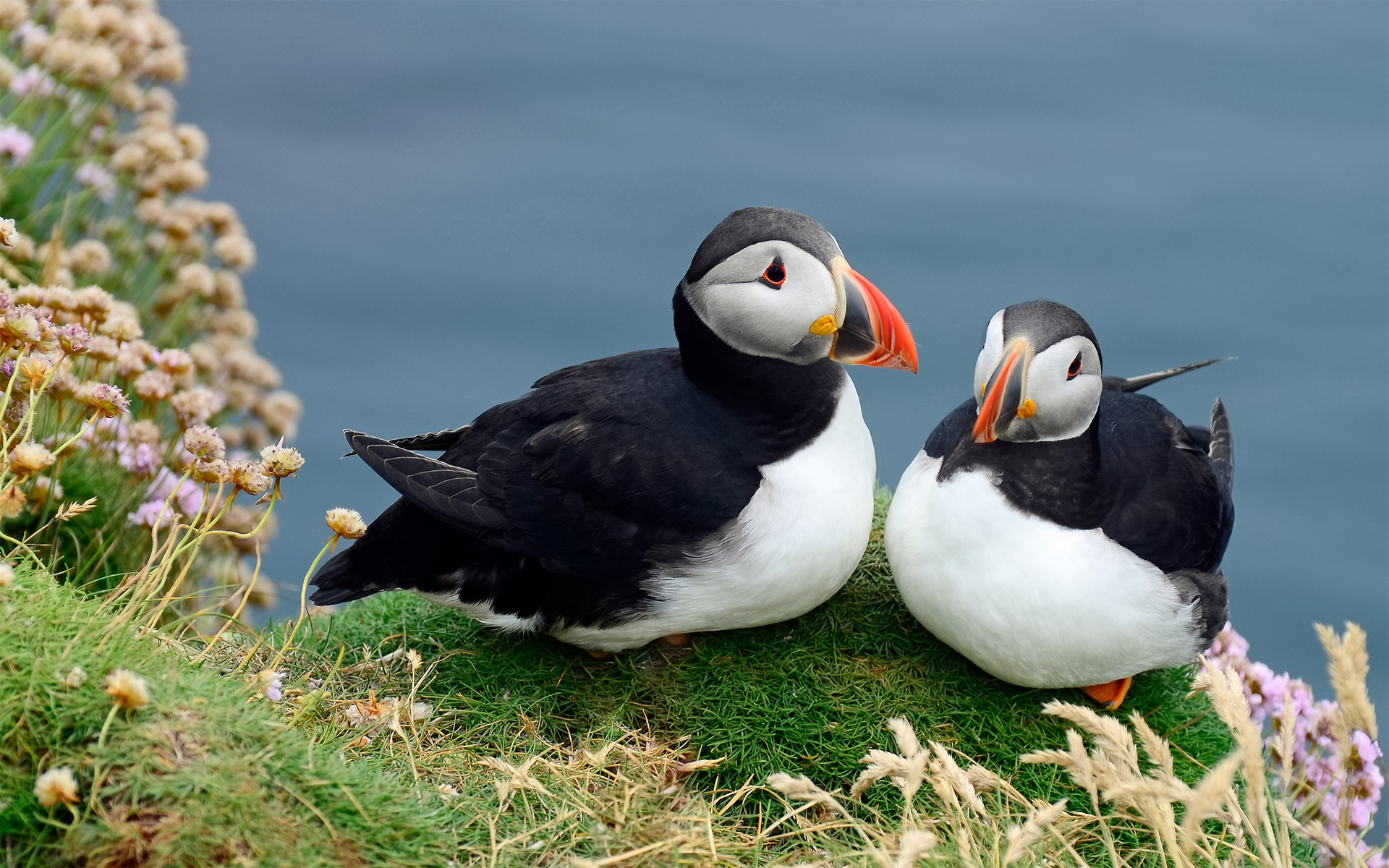 breeding puffins