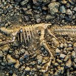 Fossils: Past Preservers and Future Forecasters