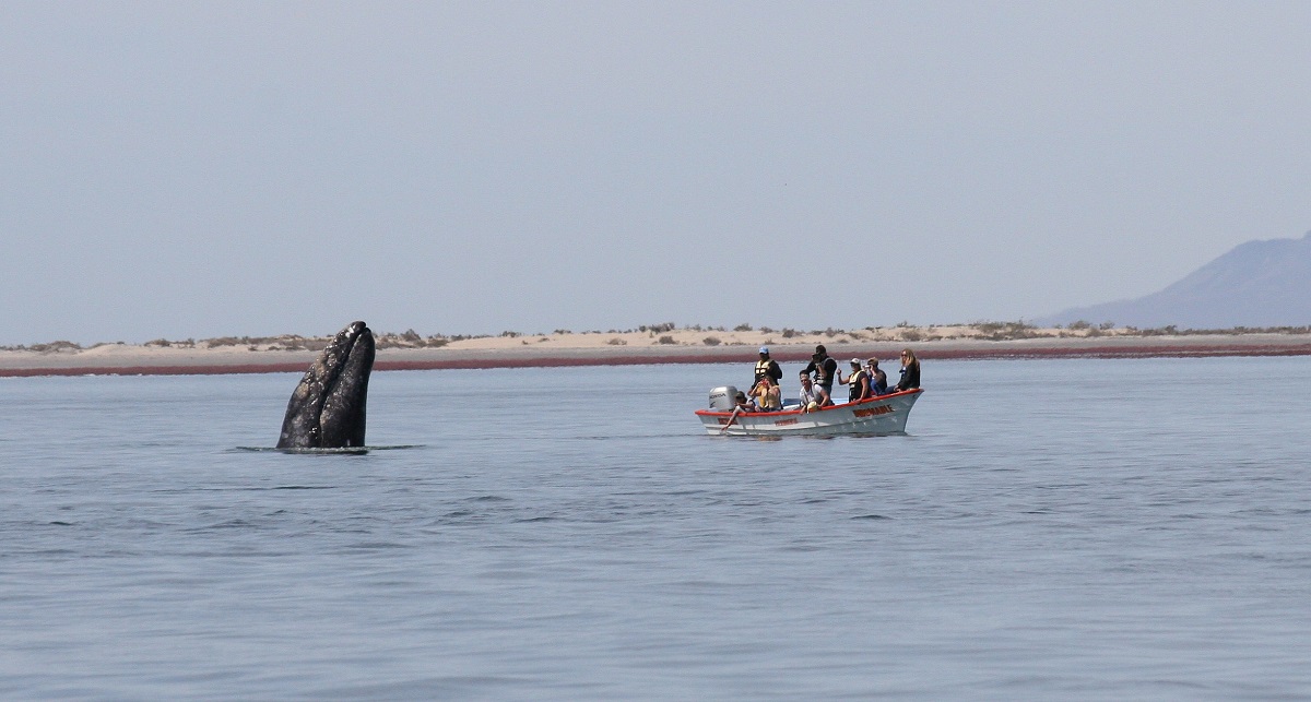 Scientists on a boat observe a gray whale in Baja, Mexico