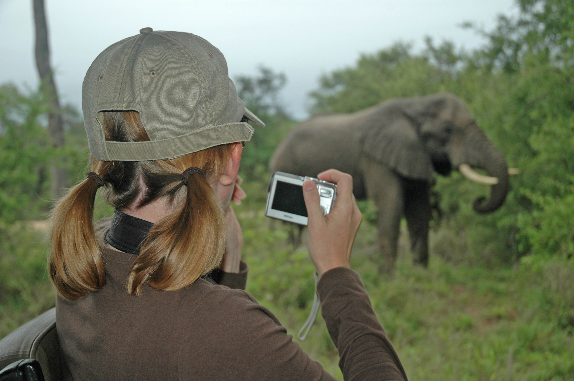 An elephant in South Africa.