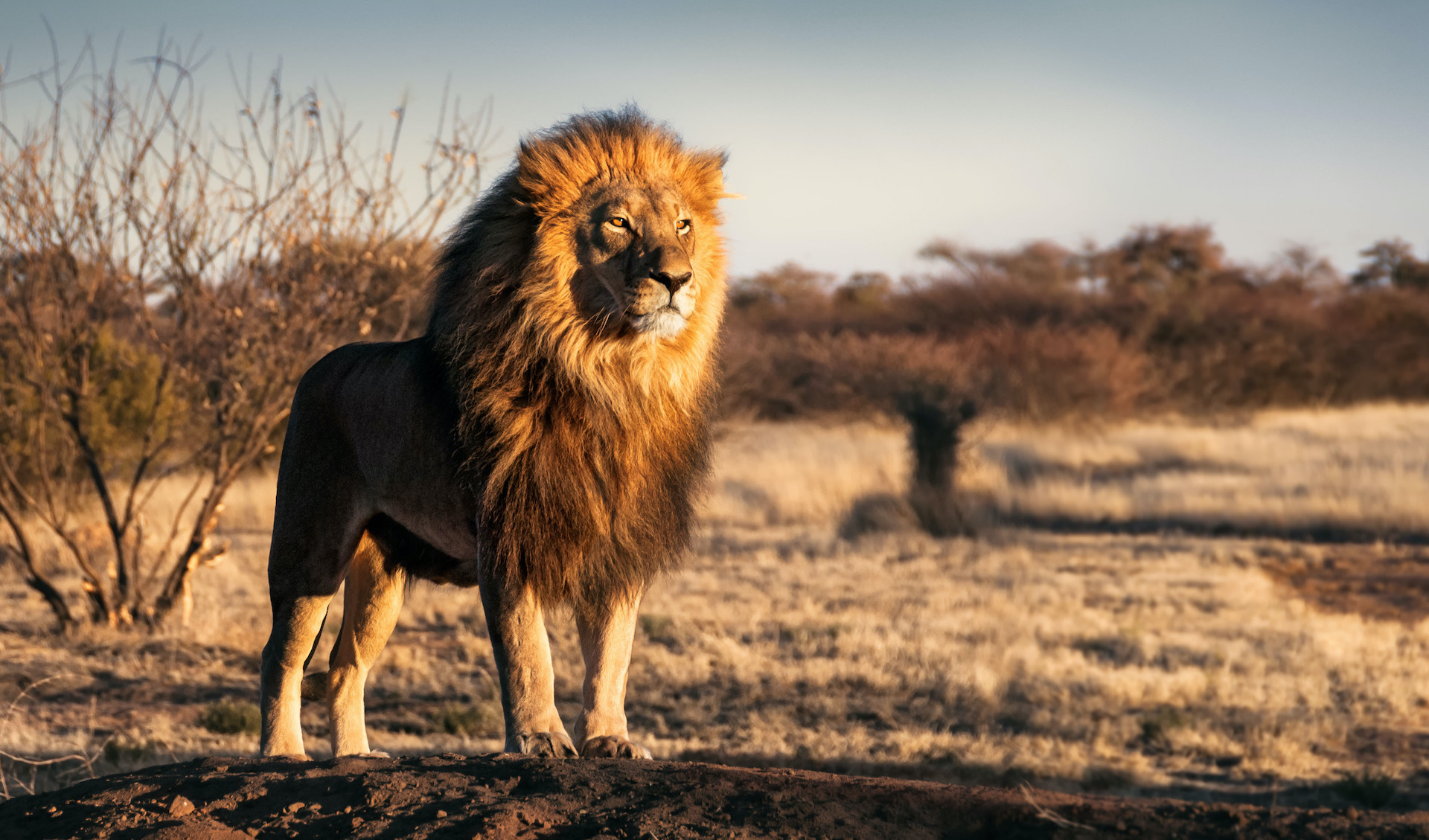 Single lion looking regal standing proudly on a small hill in South Africa.