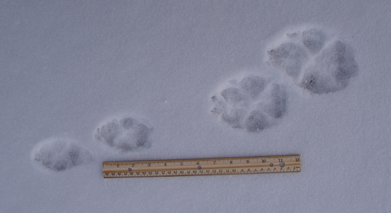 wolf paw prints