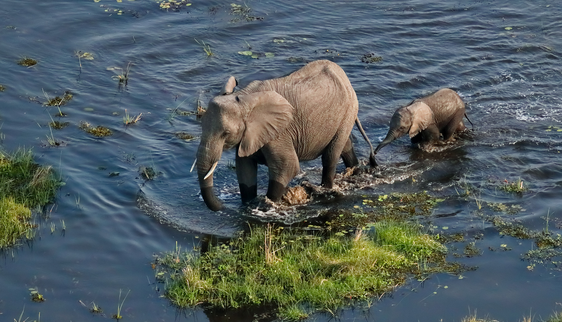 elephants, elephant mother and calf, Botswana