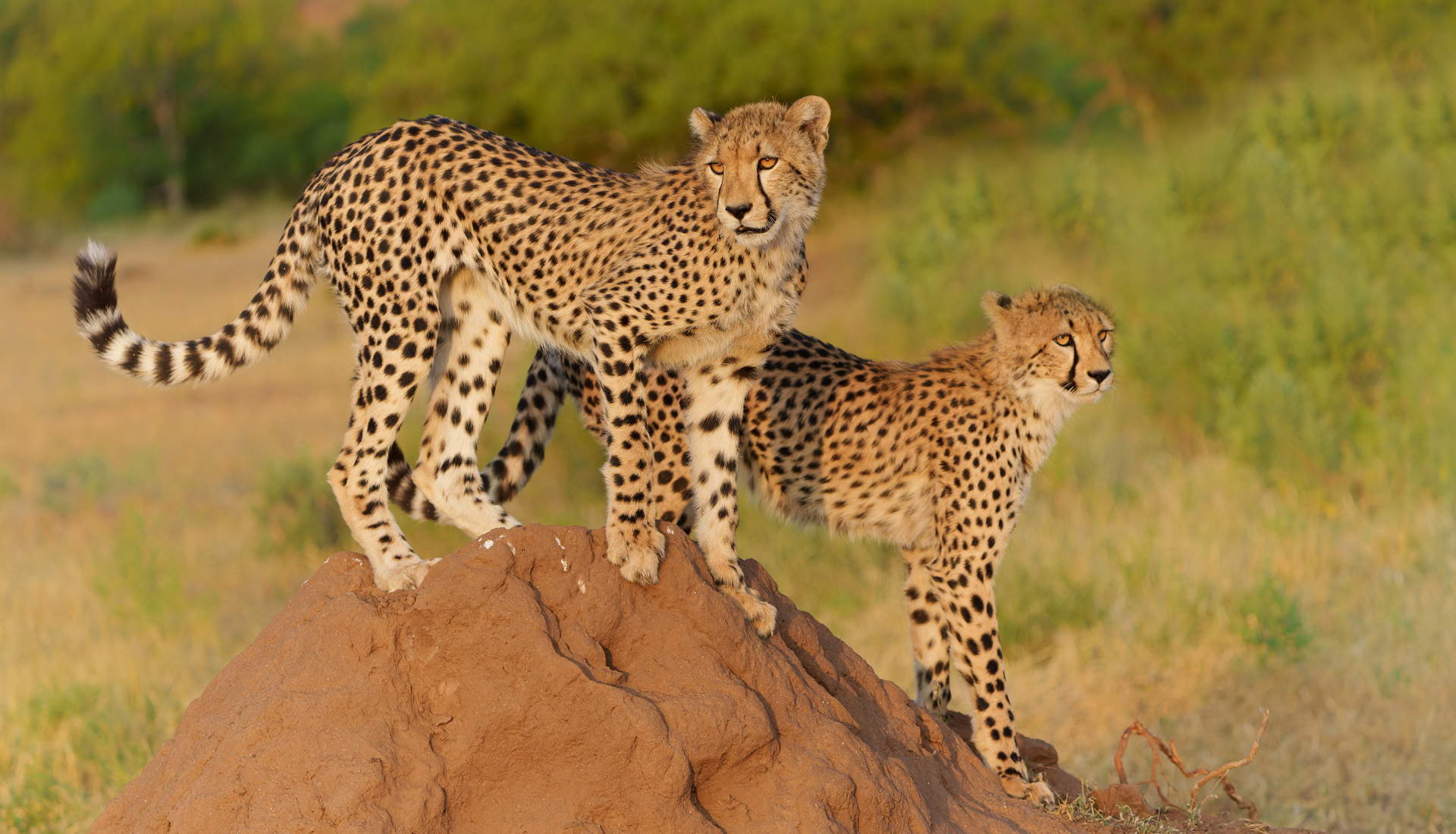 Cheetah (Acinonyx jubatus). Young cheetah sitting on a termite h