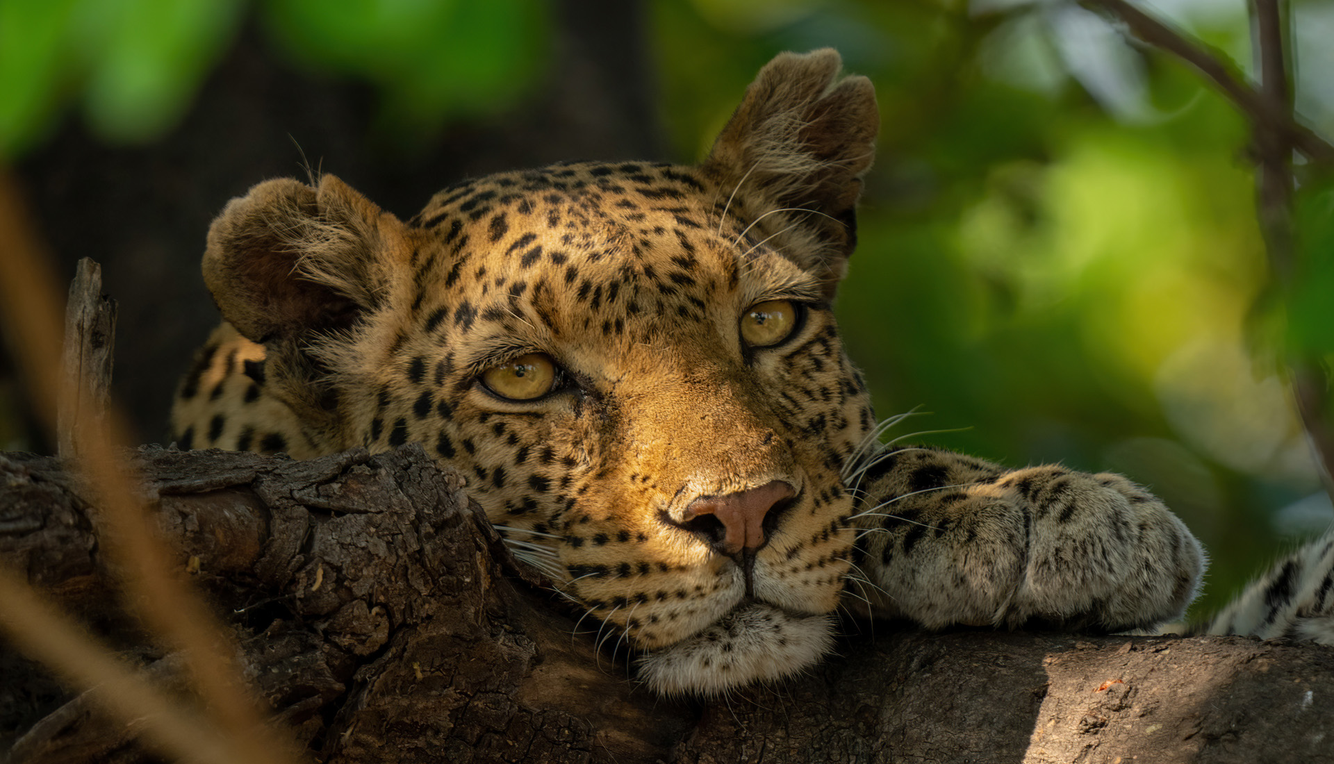 Leopard lies with chin resting on branch