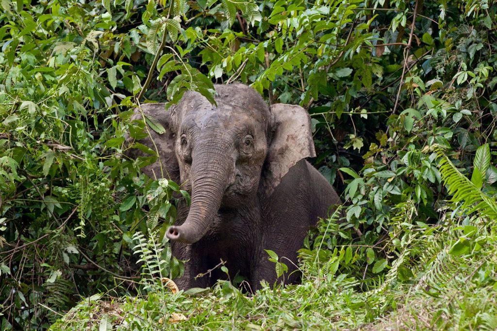 Borneo Pygmy Elephant