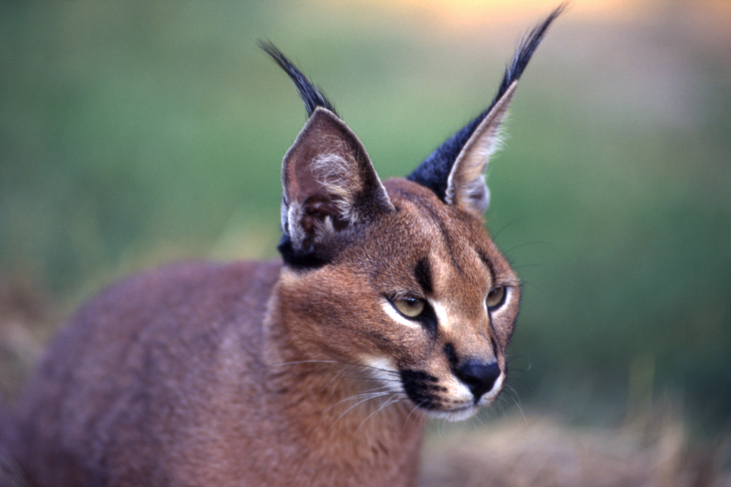 Caracal (Felix caracal), Maun, Ngamiland, Botswana, Africa.