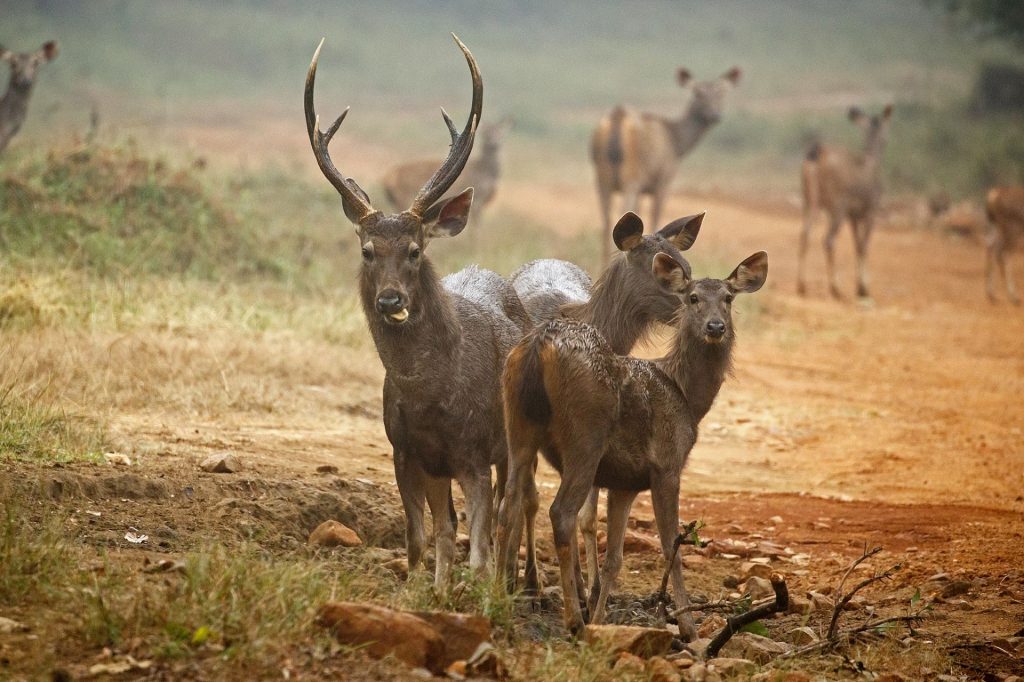 Sambar Deer Borneo