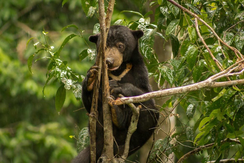 Sun Bear in the rain on a tree branch between leaves at Bornean Sun Bear Conservation Centre Sepilok in Sabah, Borneo, Malaysia