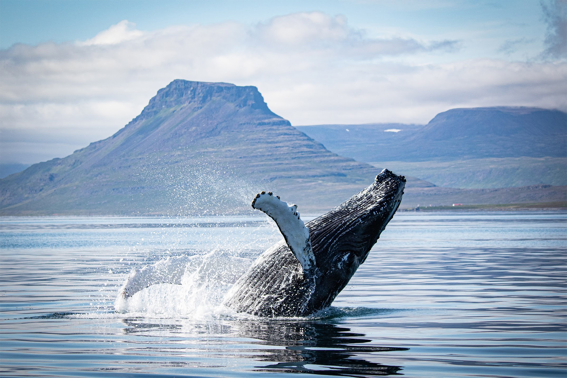 A humpback whale breaches playfully, Iceland
