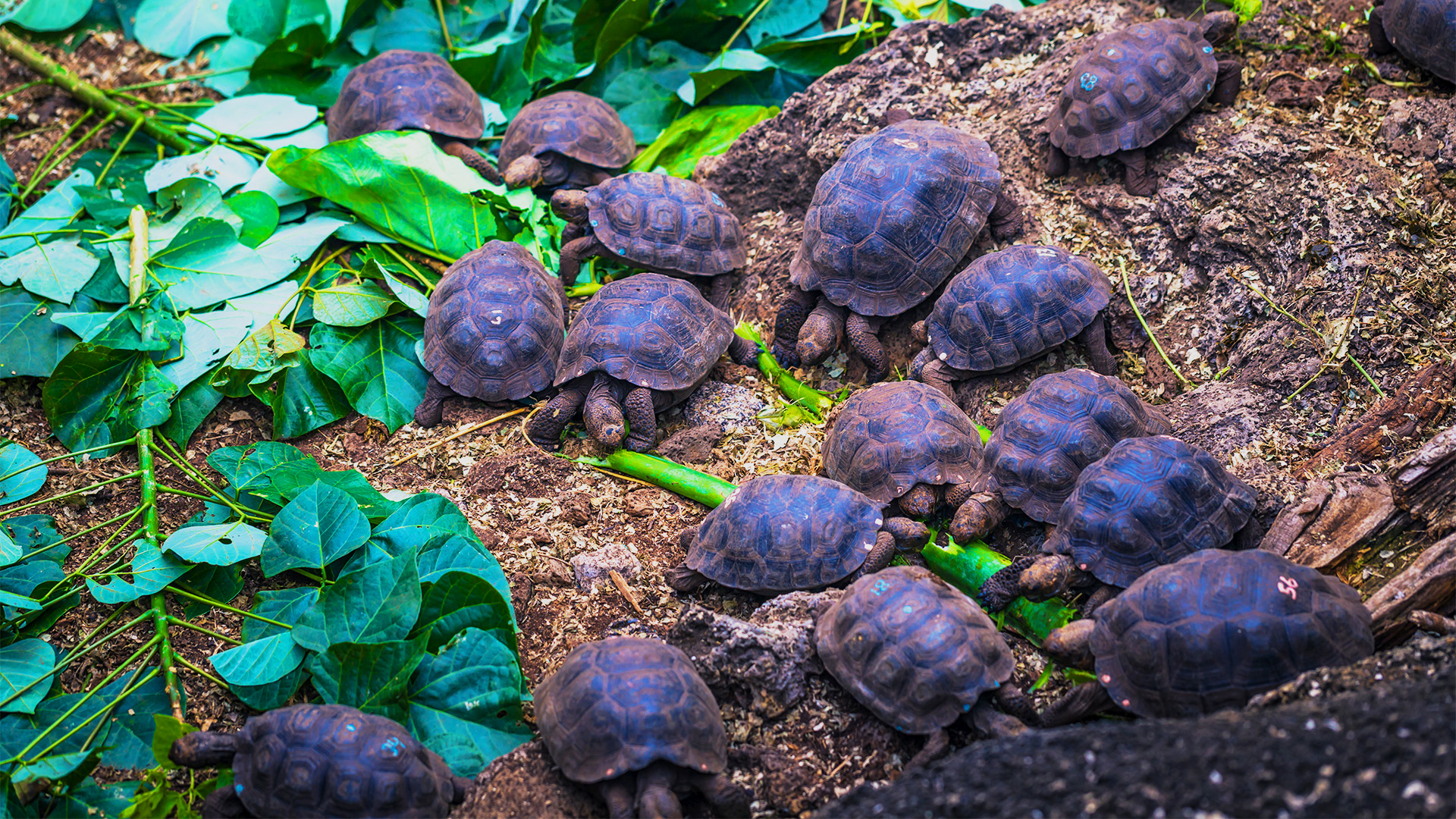 Darwin Research Center baby tortoises