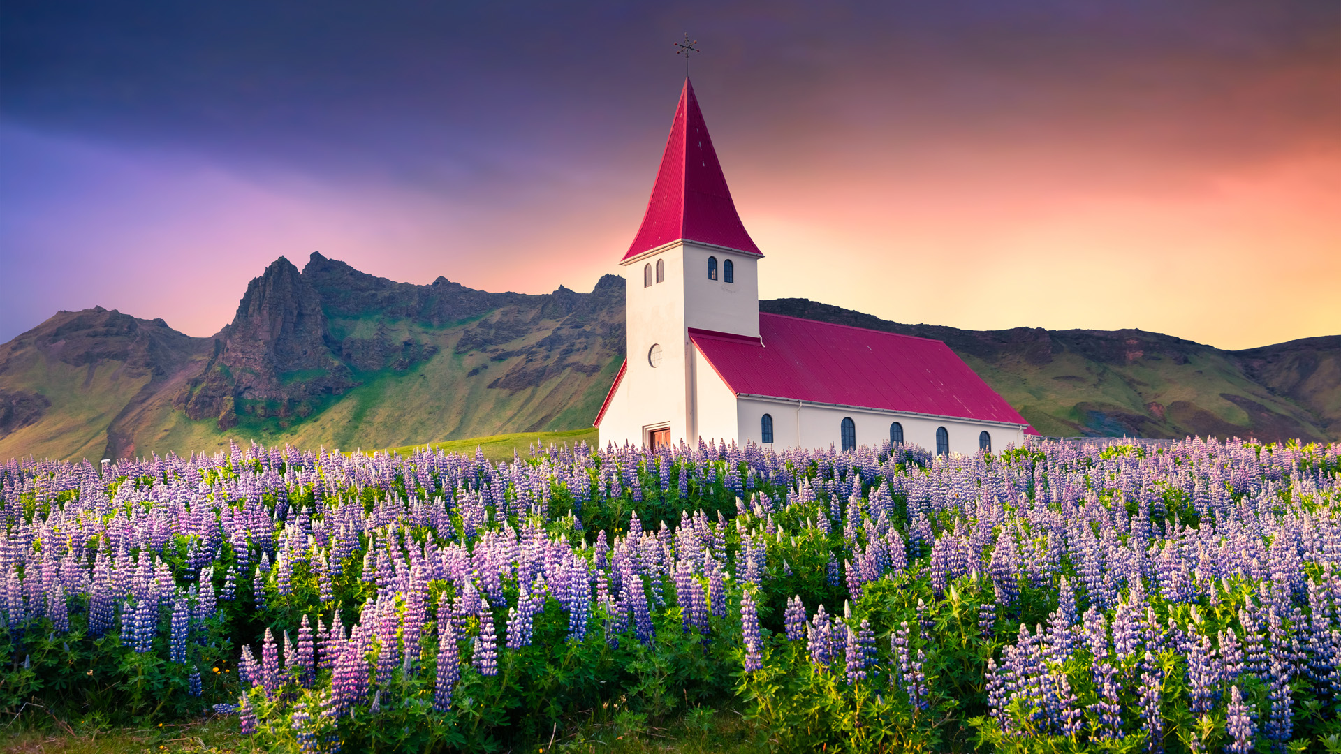 Small church surrounded by blooming lupin flowers in the Vik village. Dramatic summer sunrise in the Iceland, Europe. Artistic style post processed photo.