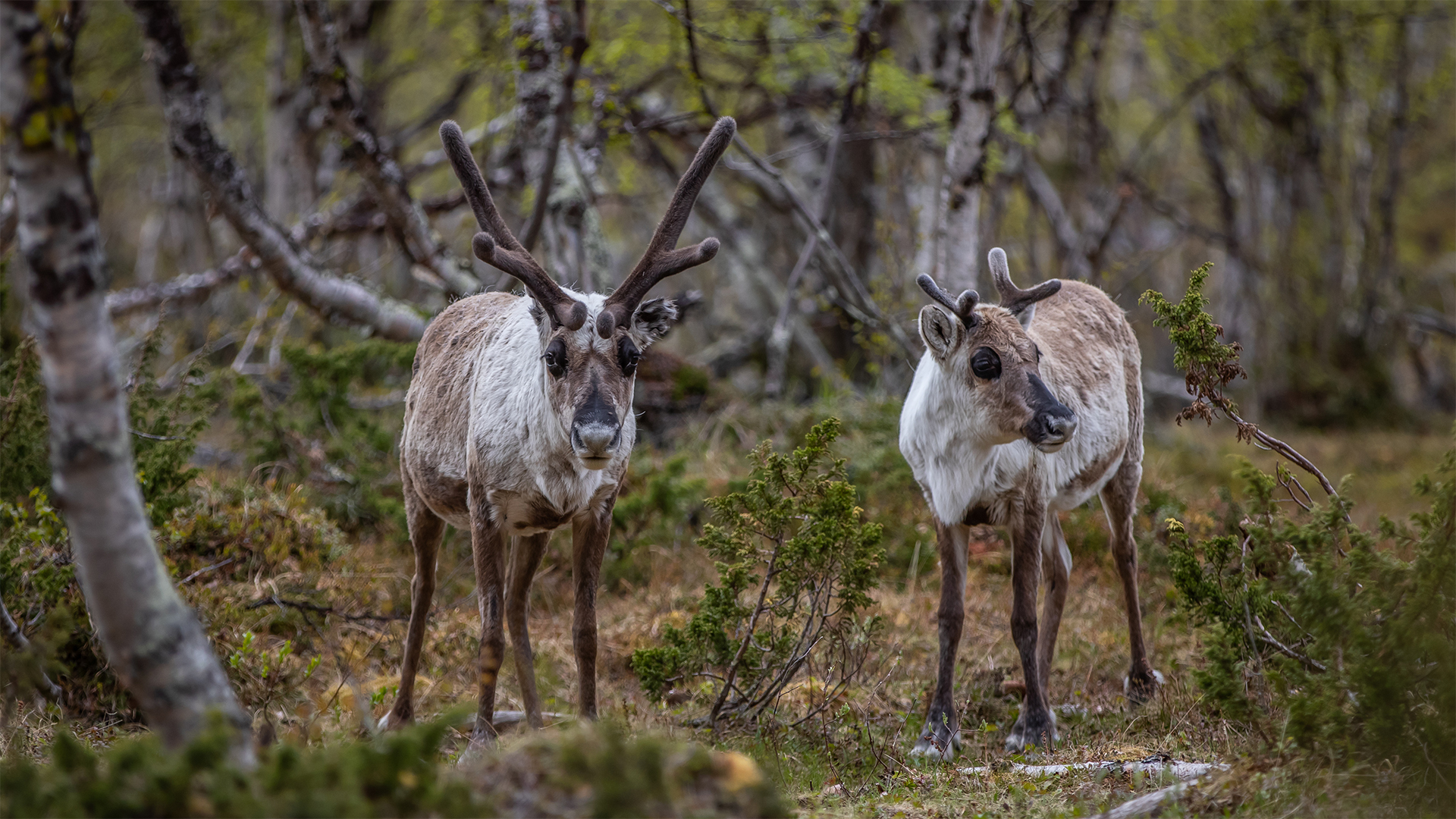 reindeer Iceland