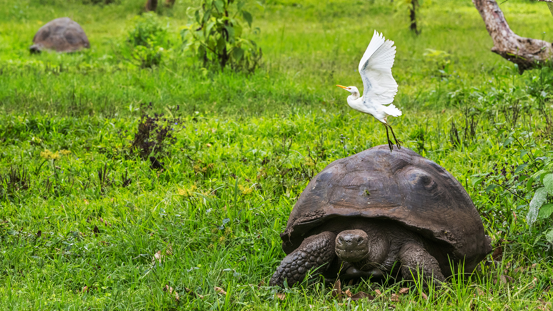 Galapagos giant tortoise and flying bird