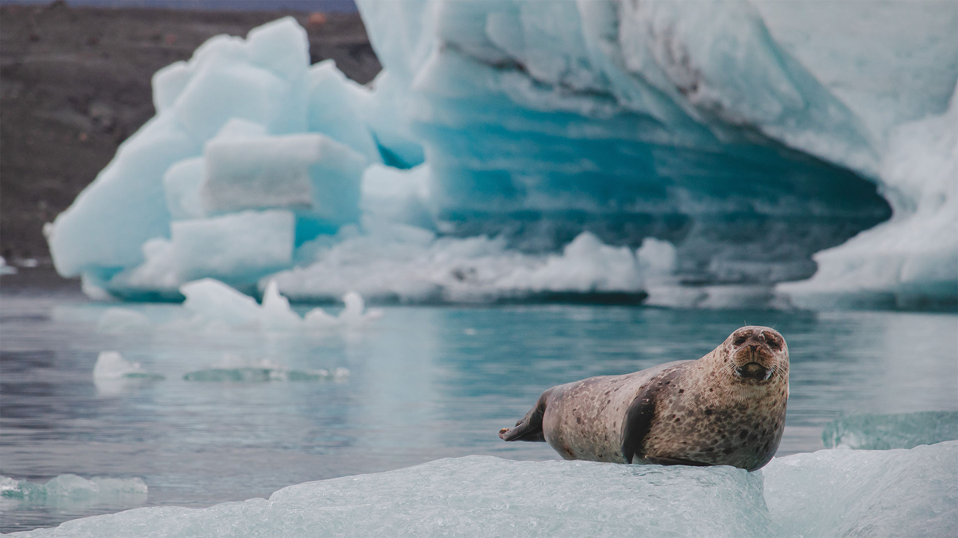 Harbor seal (Phoca vitulina), Jökulsárlón Glacier Lagoon