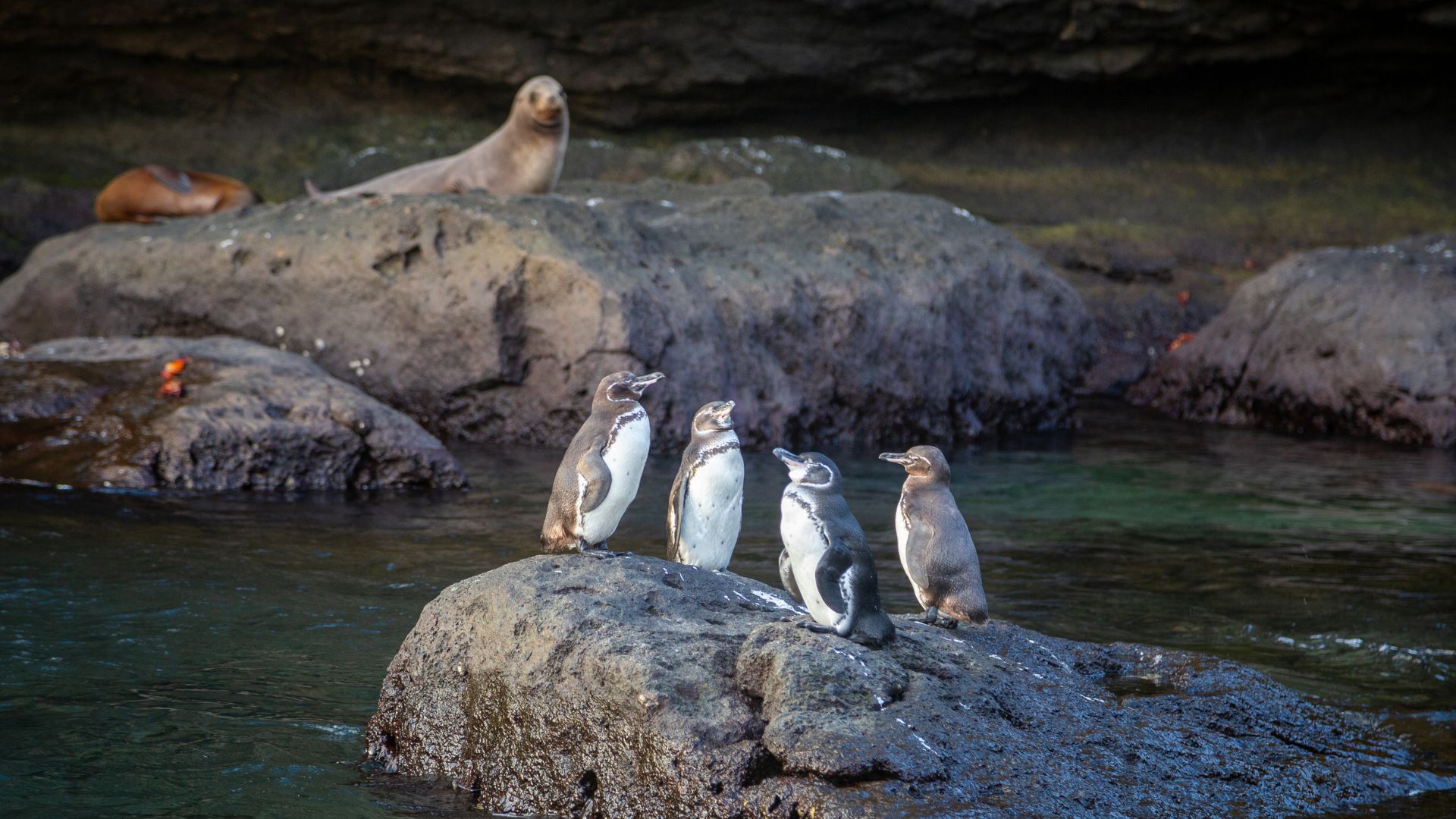 Galapagos penguins
