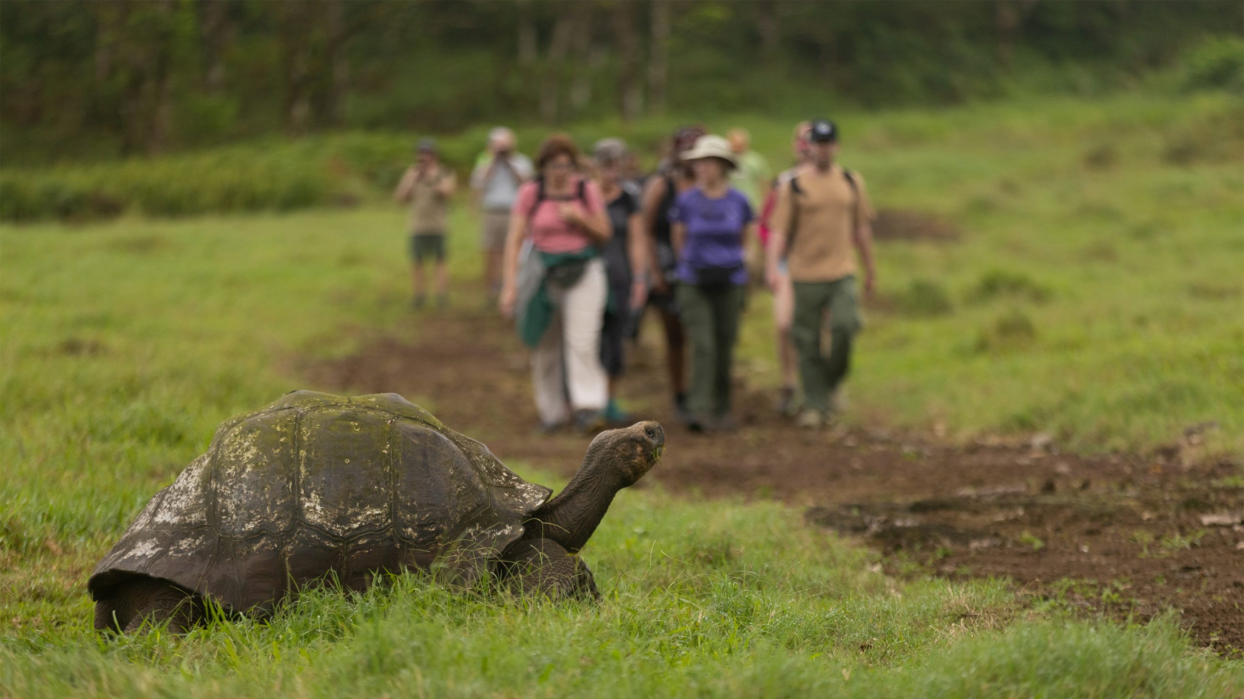 Nat Hab guests walk among giants at our Galapagos Tortoise Camp