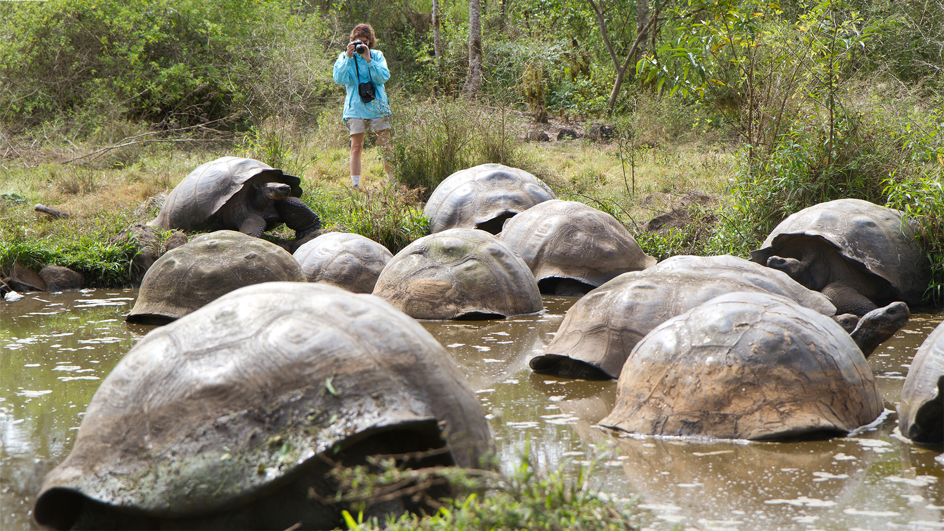 Nat Hab guest experiences a truly wild encounter at our Tortoise Camp in the Galapagos Islands
