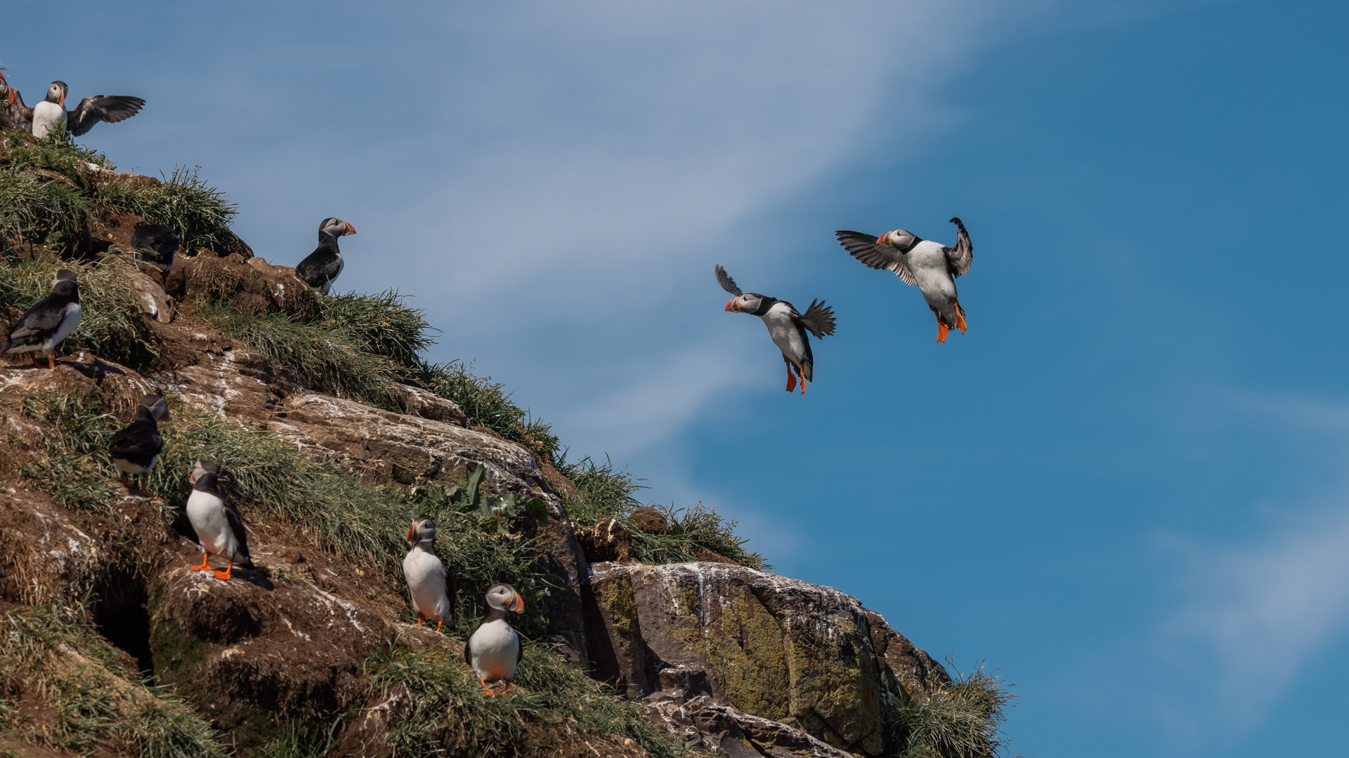 atlantic puffins flying and nesting breeding colonies iceland