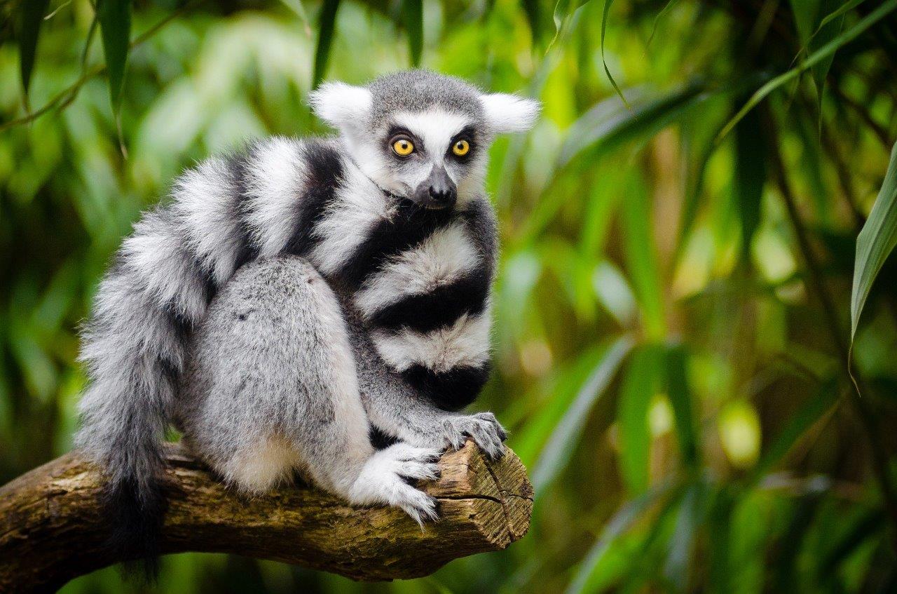 Ring-tailed lemur in Madagascar.