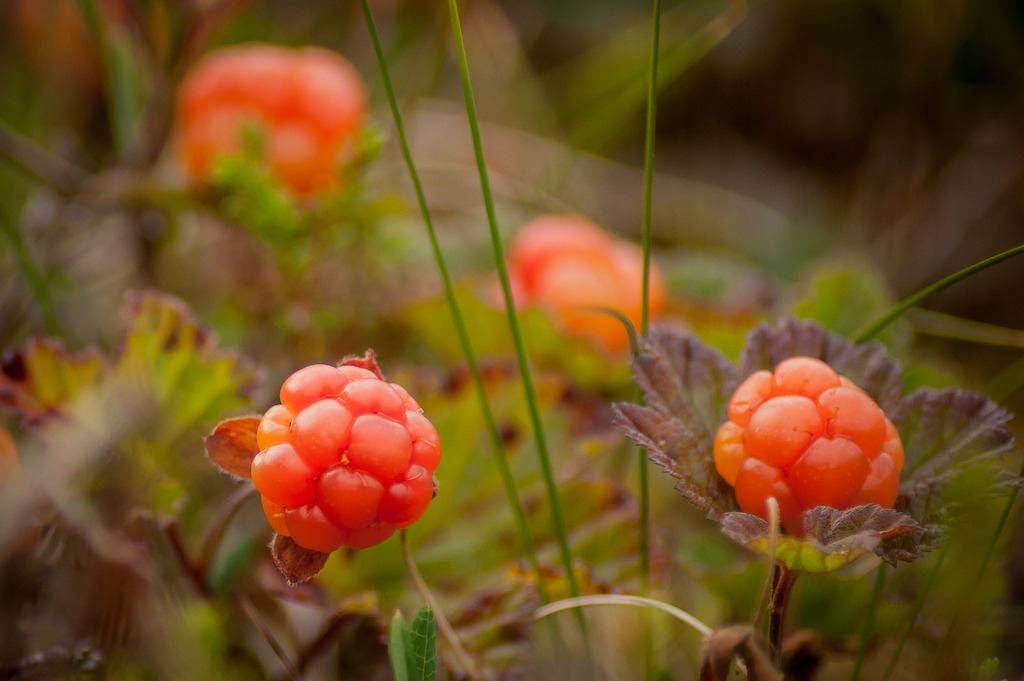 Cloudberries are one of the many edible berry varieties found in Alaska.