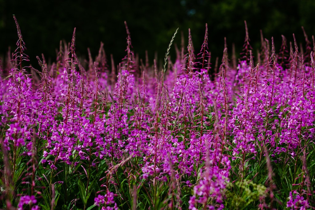 Fireweed in Alaska.