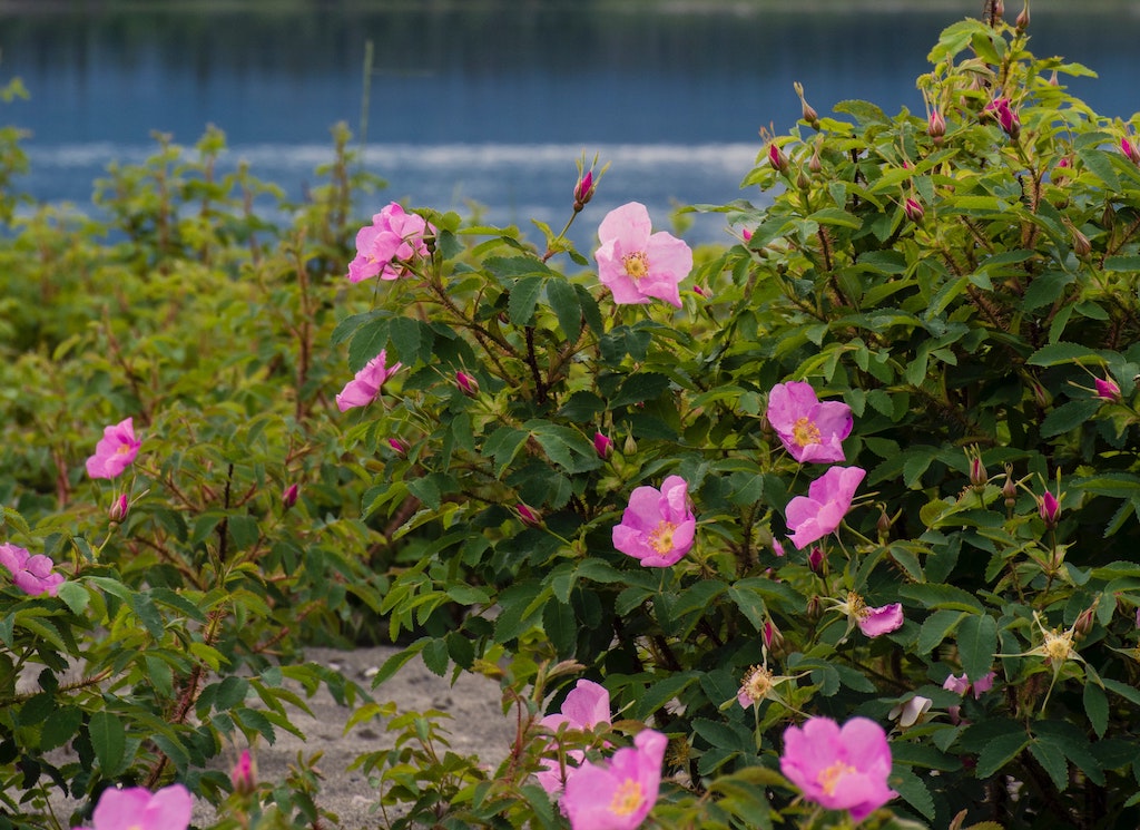 Prickly wild roses can be found in Alaska.