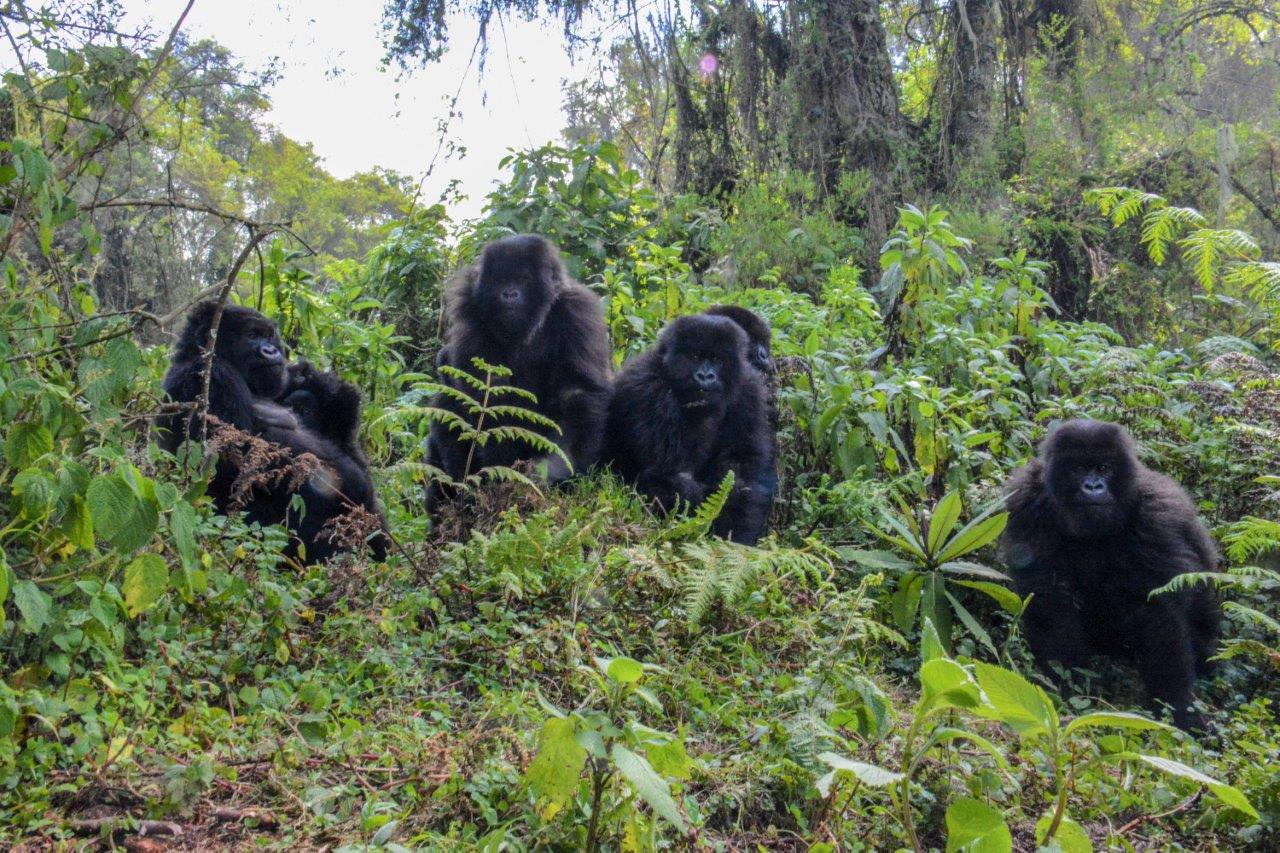 Mountain gorillas in Rwanda.