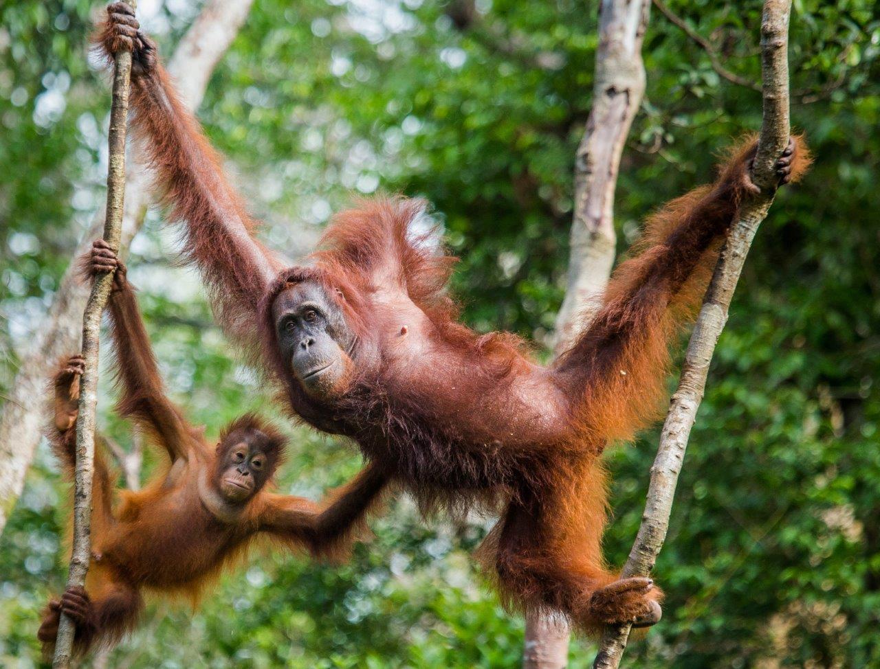 Orangutan in Borneo. 