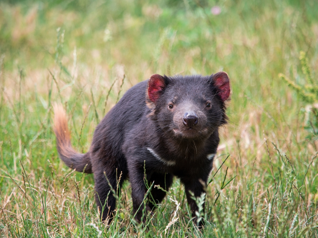 The Tasmanian devil is the largest carnivorous marsupial.