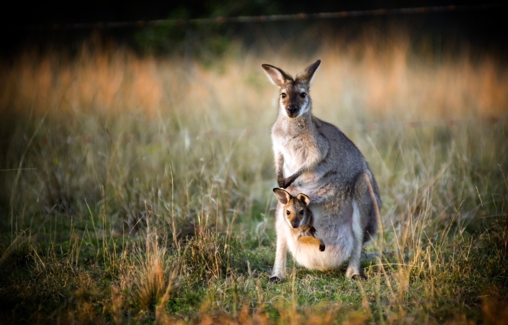 A kangaroo with joey in the Australian bush.