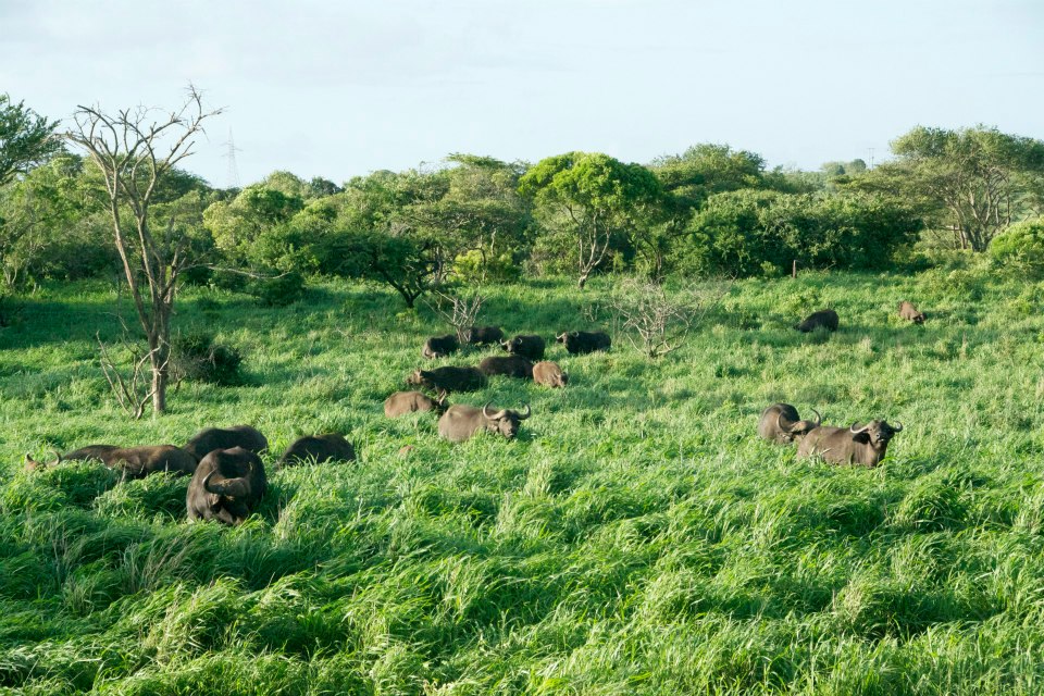 African buffalo in South Africa.