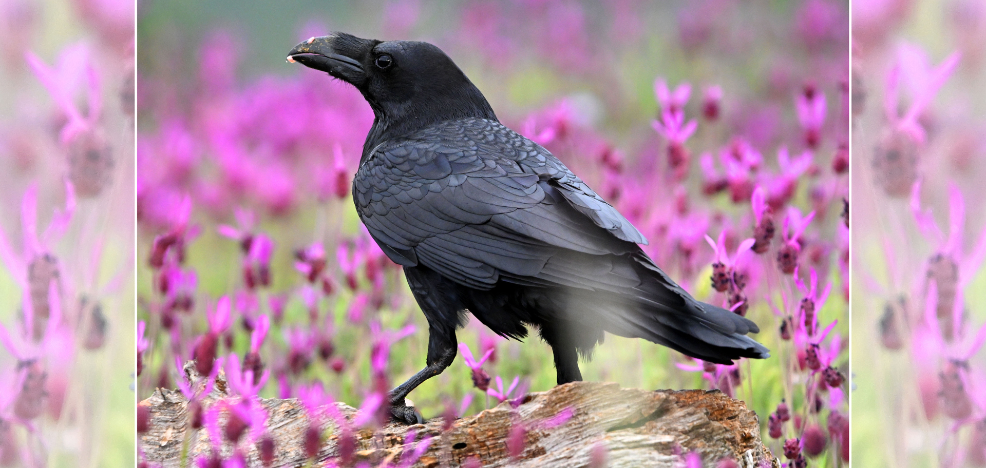 AdobeStock (Created by Candice Gaukel Andrews)