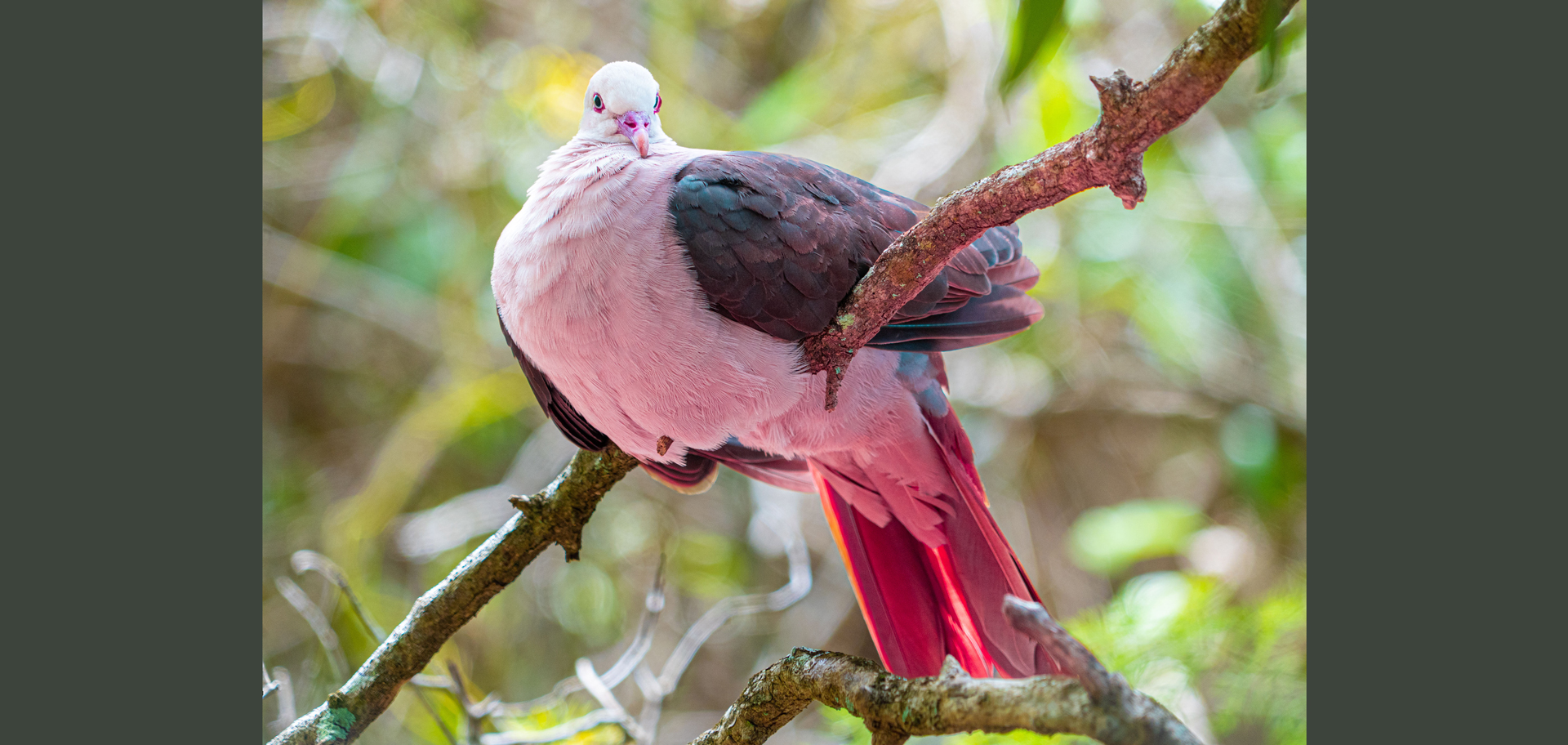 AdobeStock (Created by Candice Gaukel Andrews)