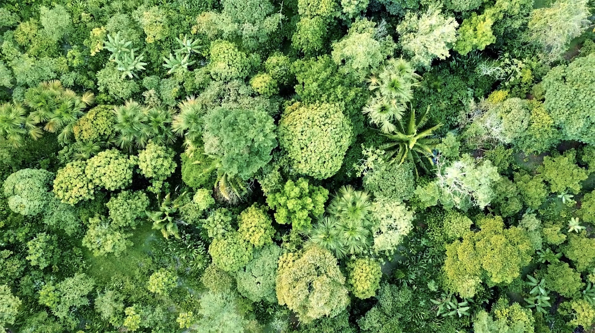 Costa Rica rain forest aerial photograph